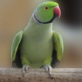 RING NECKS VERDE